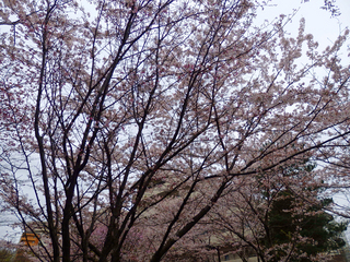 P4045662 2.jpg